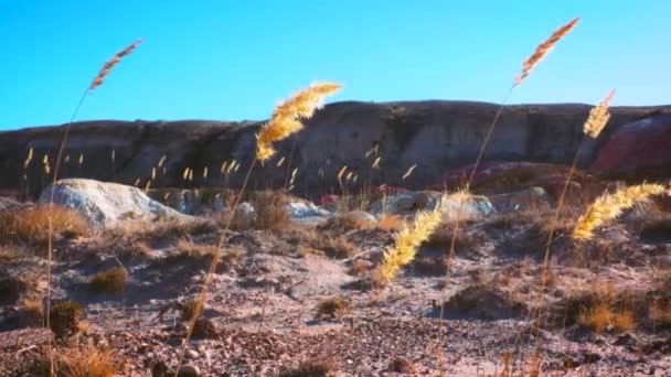 Canyon Argilla Colorata Asia — Video Stock