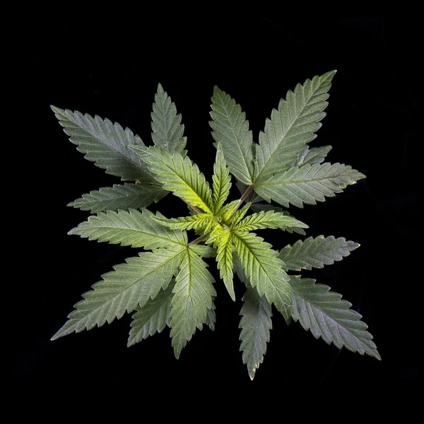Marihuanainstallatie (cannabis sativa) geïsoleerd op zwart — Stockfoto