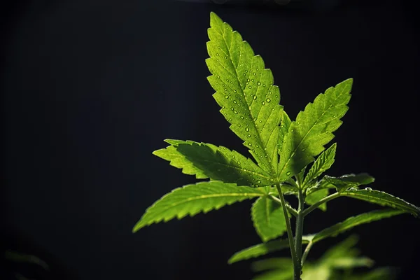 Hoja de marihuana retroiluminada con gotitas — Foto de Stock