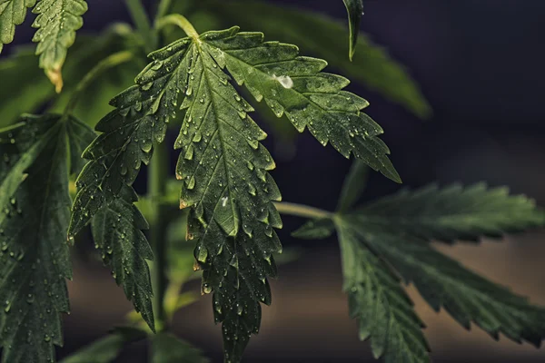 Cannabis blad met waterdruppeltjes — Stockfoto