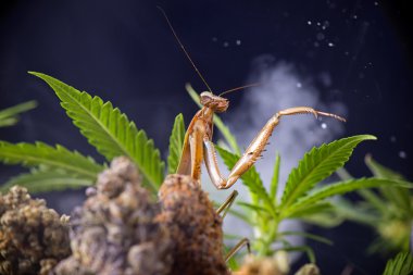 Dua eden peygamber devesi (Tenodera sinensis) ve esrar yaprakları