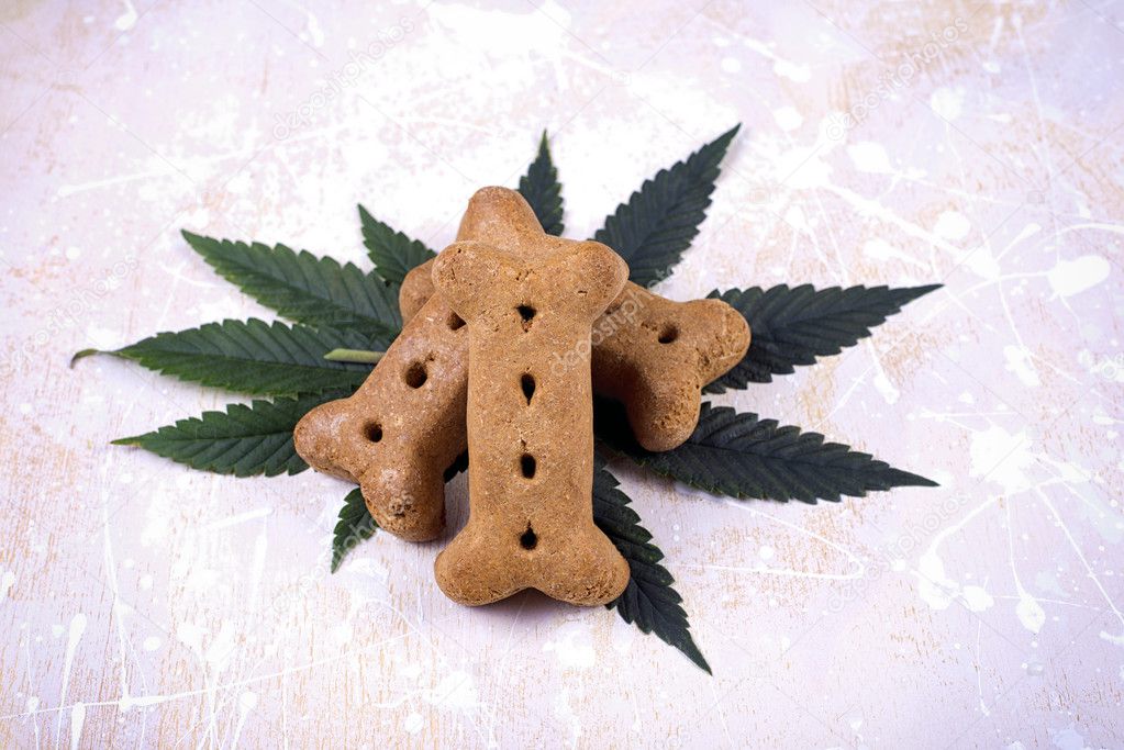 Dog treat and cannabis leaves - medical marijuana for pets conce