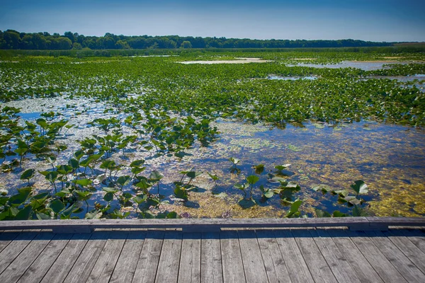 Promenade dans le parc national de la Pointe-Pelée en été, Ontario, Cana — Photo