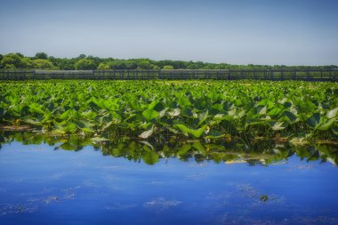 Point Pelee Milli Parkı, Ontario, Kanada