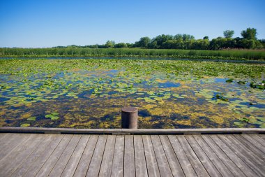 Bataklık alan noktası Pelee Milli Parkı, Ontario, Kanada