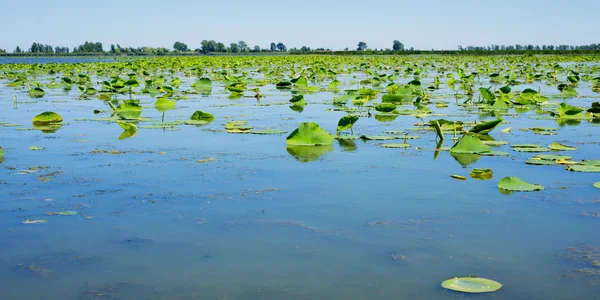 Lagoa no ponto Parque Nacional Pelee, Ontário, Canadá — Fotografia de Stock