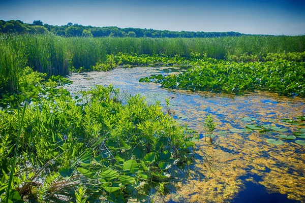 Área de pântano em Point Pelee National Park, Ontário, Canadá — Fotografia de Stock