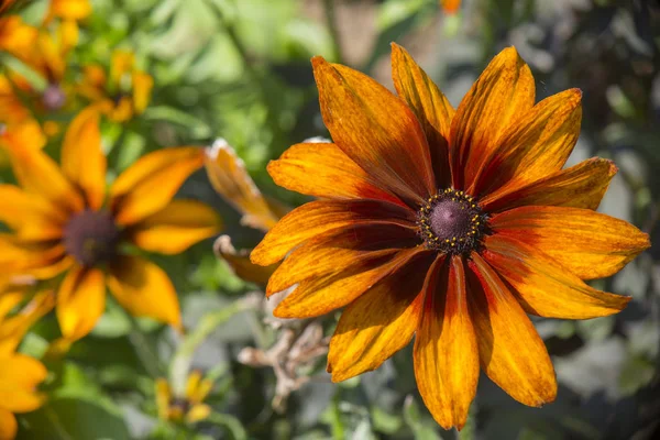 Narancs-Rudbeckia hirta aka fekete szemű Susan virág közelről — Stock Fotó