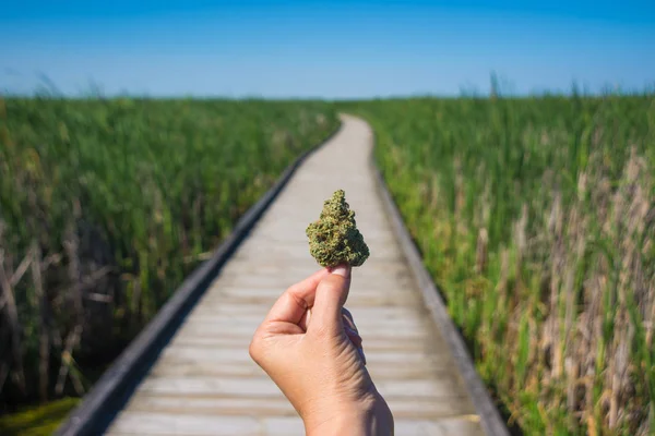 Mano sosteniendo brote de cannabis contra rastro y paisaje cielo azul — Foto de Stock