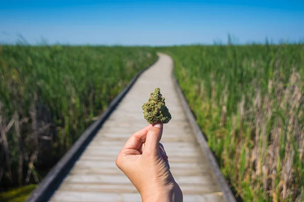 Mano che tiene il germoglio di cannabis riprende sentiero e cielo blu paesaggio Fotografia Stock