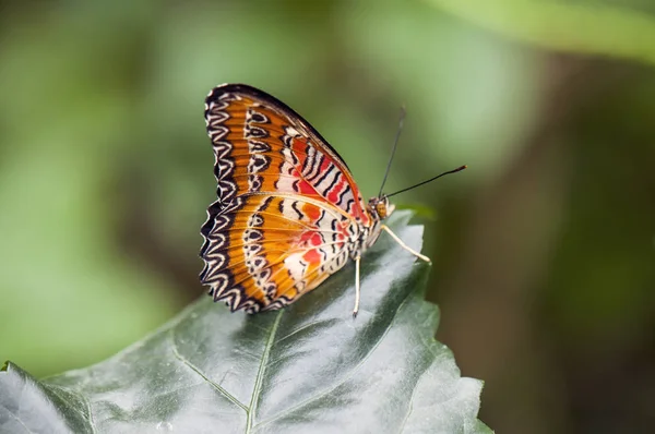 Detail of tropical orange butterfly (Cethosia hypsea) perching o — Stock Photo, Image