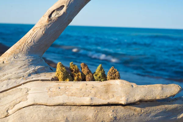 Verschiedene Cannabis-Knospen (medizinisches Marihuana) gegen Ozean und Blu — Stockfoto