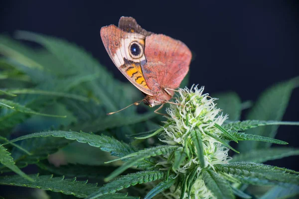 大麻の花と蝶 - ea 咲くマリファナの植物 — ストック写真