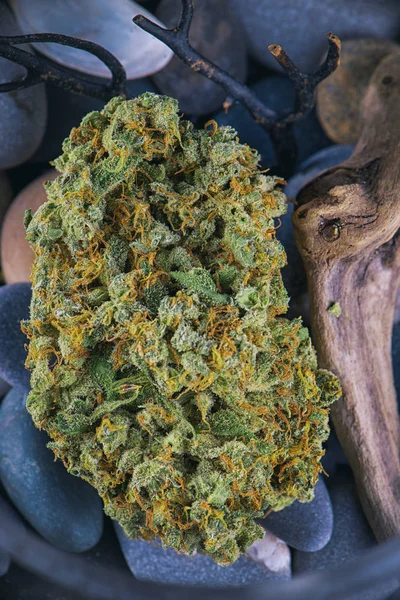 Brote de cannabis único (cepa jack herer) sobre fondo de guijarros — Foto de Stock