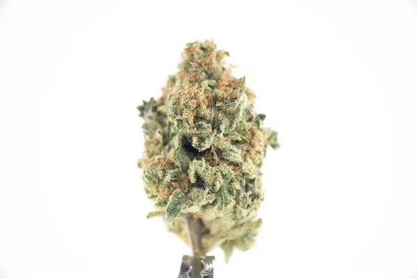 Beyaz izole tek esrar bud (ob reaper strain) - — Stok fotoğraf