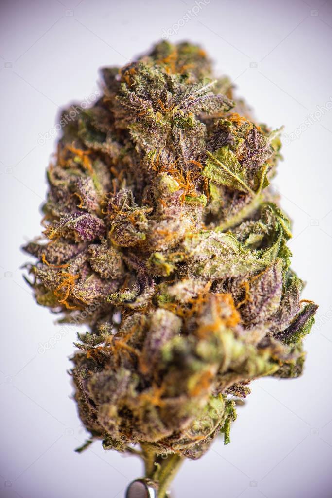 Detail of dried cannabis flower (grandaddy purple strain) isolat