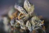 Cannabis bud detail (skautek cookie haze marihuany kmen) wi