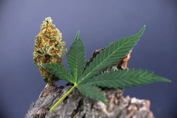 Único botão de cannabis (estirpe carmesim) com folha de maconha — Fotografia de Stock