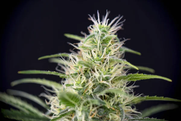 Detalj av cannabis cola (svart rysk stam) senare blomma isol — Stockfoto