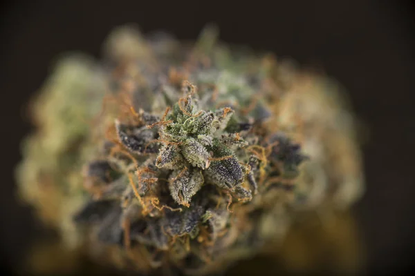 Macro detalhe do botão de cannabis (morte bubba marijuana estirpe) em d — Fotografia de Stock