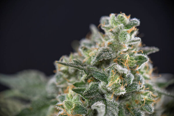 Detail of cannabis cola (mangolope strain) later flower isolated