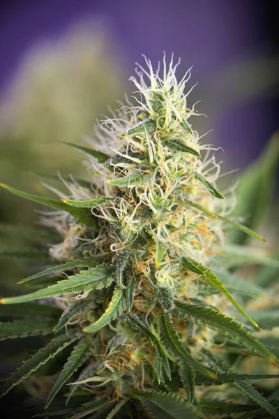 Detalhe de cannabis cola (estirpe russa preta) sobre floração tardia — Fotografia de Stock