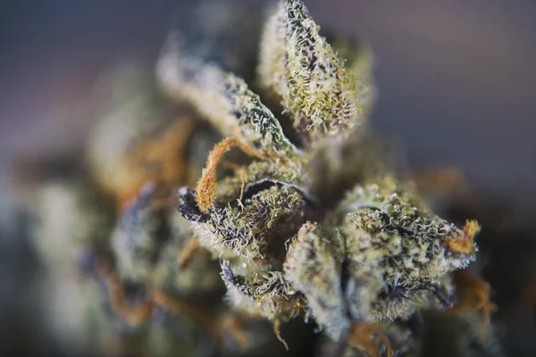 Detalhe do botão de Cannabis (girl scout cookie haze marijuana strain) wi — Fotografia de Stock