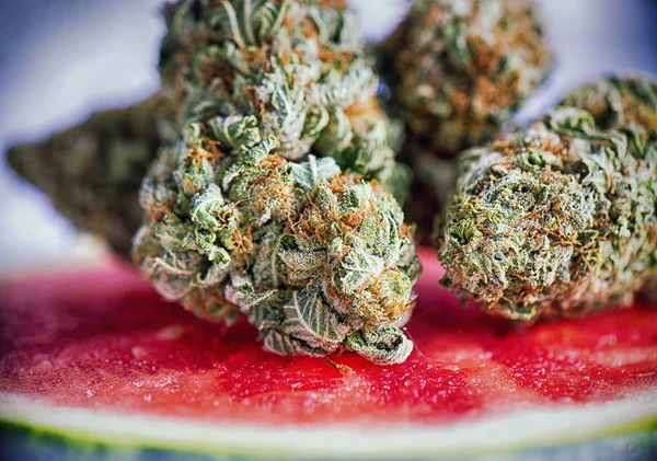 Detalj av cannabis knoppar (vattenmelon marijuana stam) över en wat — Stockfoto