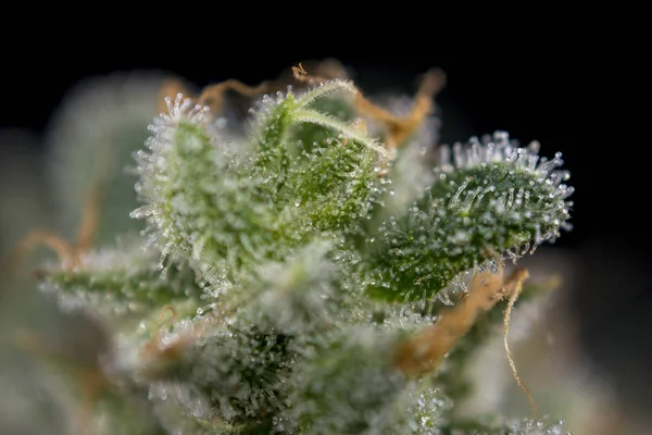 Detalle macro de brote de cannabis (cepa de marihuana mangolope) con v — Foto de Stock