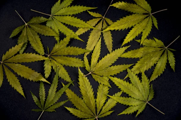 Modello di foglie di cannabis essiccate isolate su sfondo nero — Foto Stock