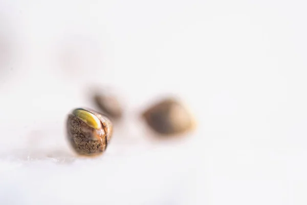 Detalhe macro de sementes de maconha brotando sobre fundo branco — Fotografia de Stock