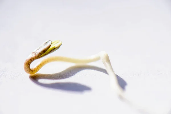 Насіння маріхуани проростає на білому тлі вирощування конопель — стокове фото