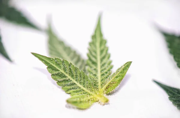 Piccola foglia di cannabis con tricomi isolati su backgroun bianco — Foto Stock