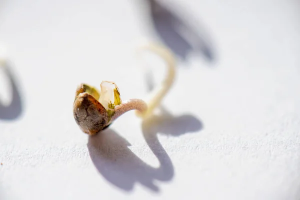 Sementes de maconha brotam sobre fundo branco - cultivo de cannabis — Fotografia de Stock