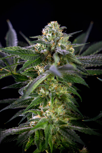 Детали цветка конопли (штамм марихуаны манголопы) с листьями
 