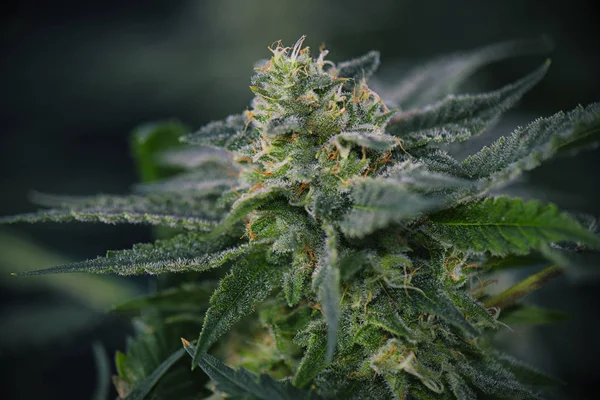 Cannabis (marihuána törzs mangolope) cola látható szőrszálak, t — Stock Fotó