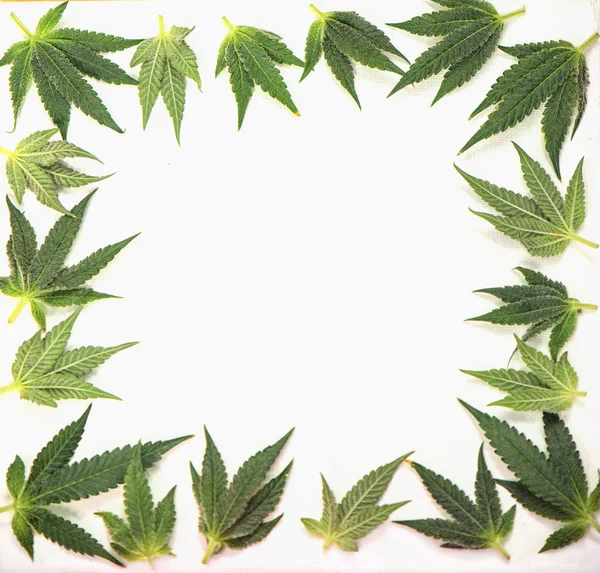 Kleine cannabisbladeren vormen een frame geïsoleerd over witte ondergrond — Stockfoto