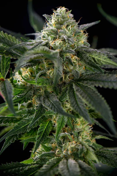 Detalhe da flor de cannabis (estirpe de maconha mangolope) com folhas — Fotografia de Stock
