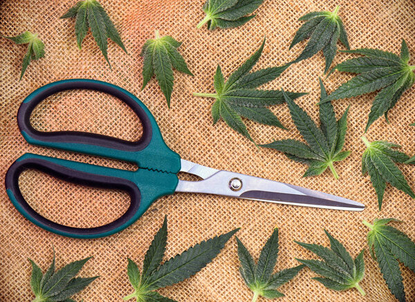 Cannabis leaves over hemp burlap background with trimming scisso