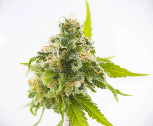 Detalle del brote de cannabis (cepa de marihuana negra rusa) aislado ov —  Fotos de Stock