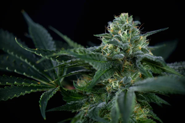 Detalle de la flor de cannabis (cepa de marihuana mangolope) con hojas Imágenes de stock libres de derechos