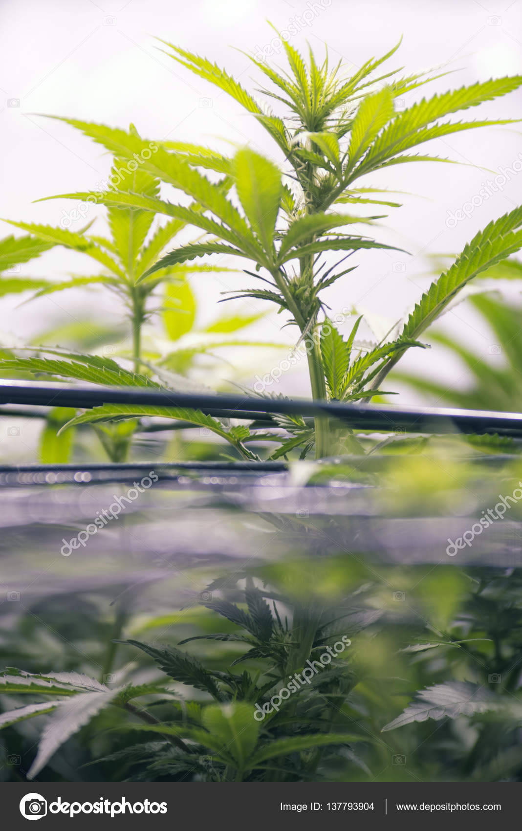 Fotos de Plantas de cannabis que crecen en un jardín interior - fondo