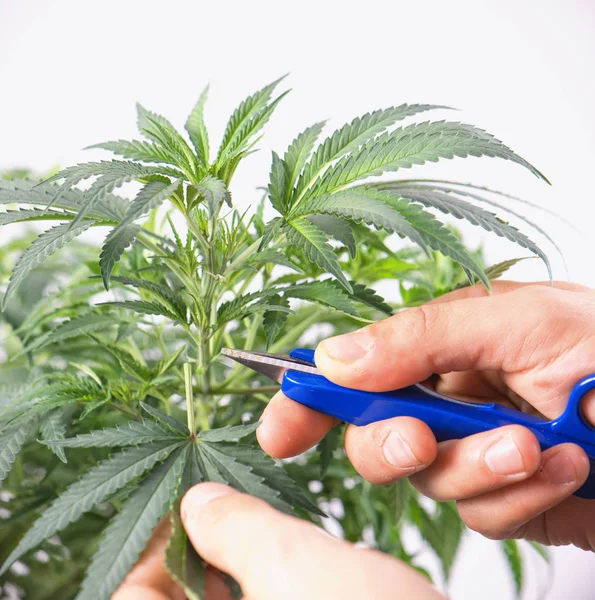 Planta de cannabis con tijeras recortando una hoja - marihuana medicinal — Foto de Stock