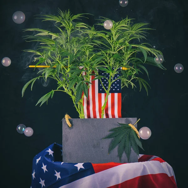 Cannabispflanze und amerikanische Flagge mit Copyspace - Veteranenthema — Stockfoto
