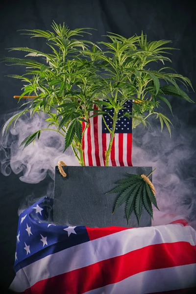 Kannabisz növény- és copyspace - veterán téma amerikai zászló — Stock Fotó