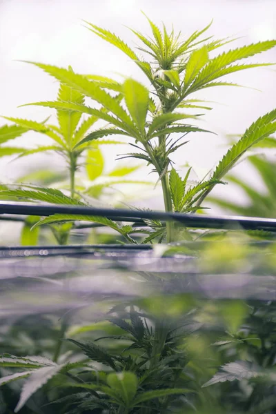 Cannabispflanzen, die in einem Garten im Haus wachsen - weißer Hintergrund — Stockfoto