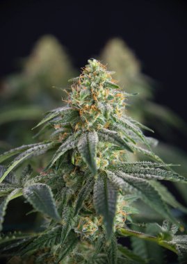 Esrar çiçek ayrıntı (yangın creekmarijuana zorlanma) yaprakları ile 