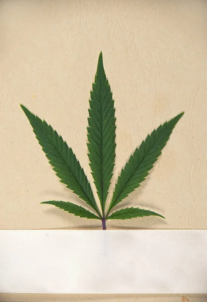 Einzelnes Cannabisblatt isoliert über texturiertem Papier mit Sahnerippe — Stockfoto