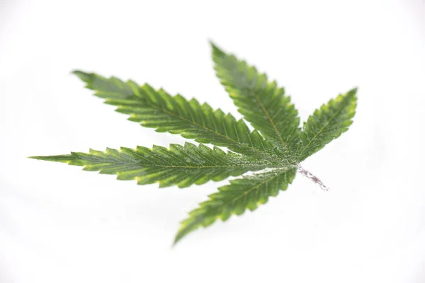 Cannabis blad met zichtbare aders en gedeeltelijk onderwater over w — Stockfoto