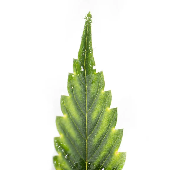 Cannabis leaf with visible veins and partially underwater over w — Stock Photo, Image